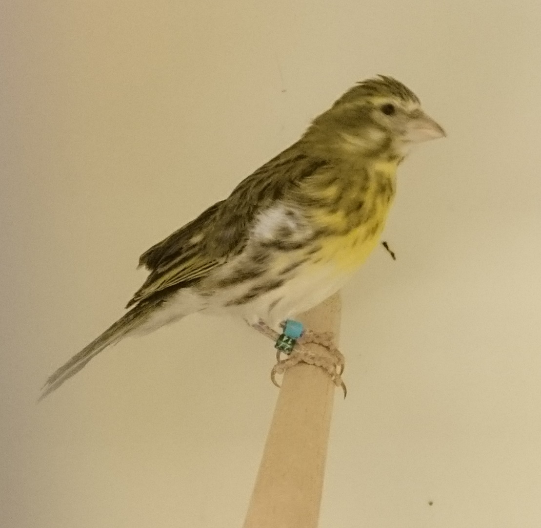 White-bellied canary