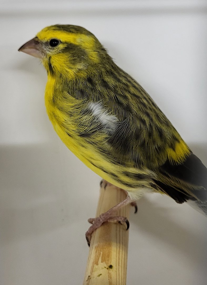 White-bellied canary