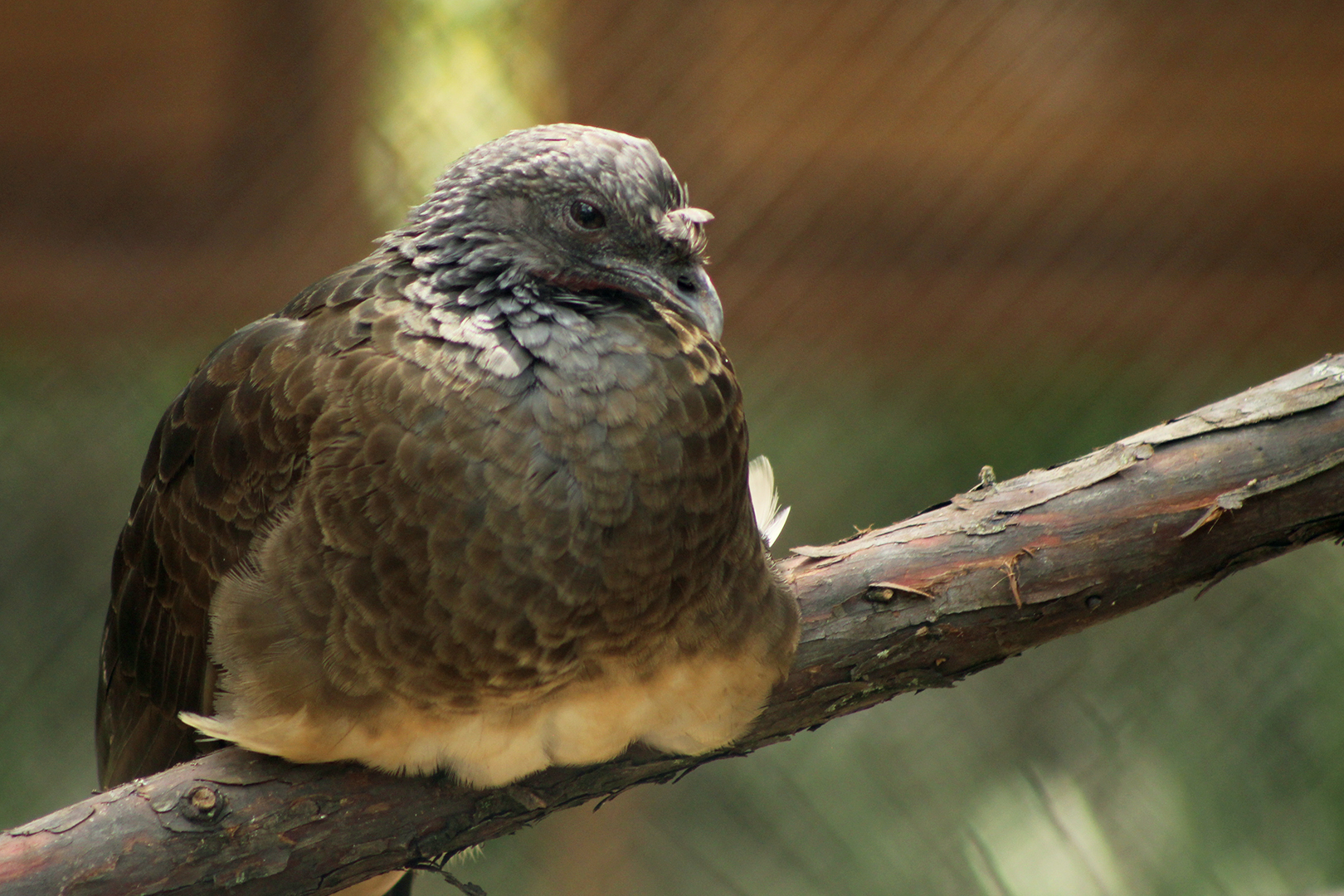 White-bellied chachalaca (Ortalis leucogastra)