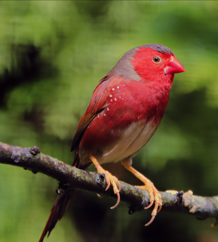 White-bellied crimson finch (Neochmia phaeton evangelinae)