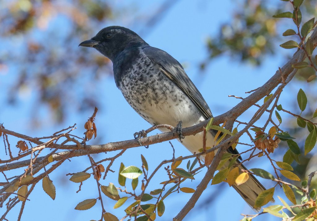 White-bellied Cuckoo-shrike (dark morph)