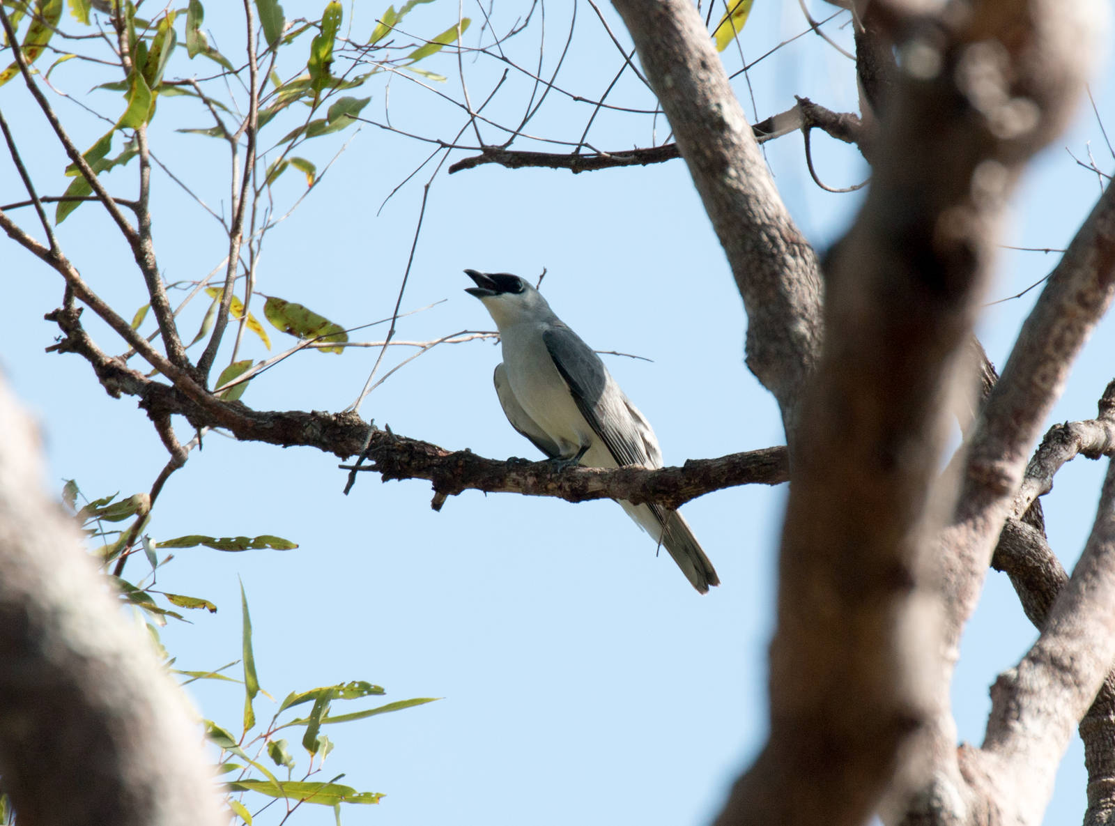 White-bellied Cuckoo Shrike