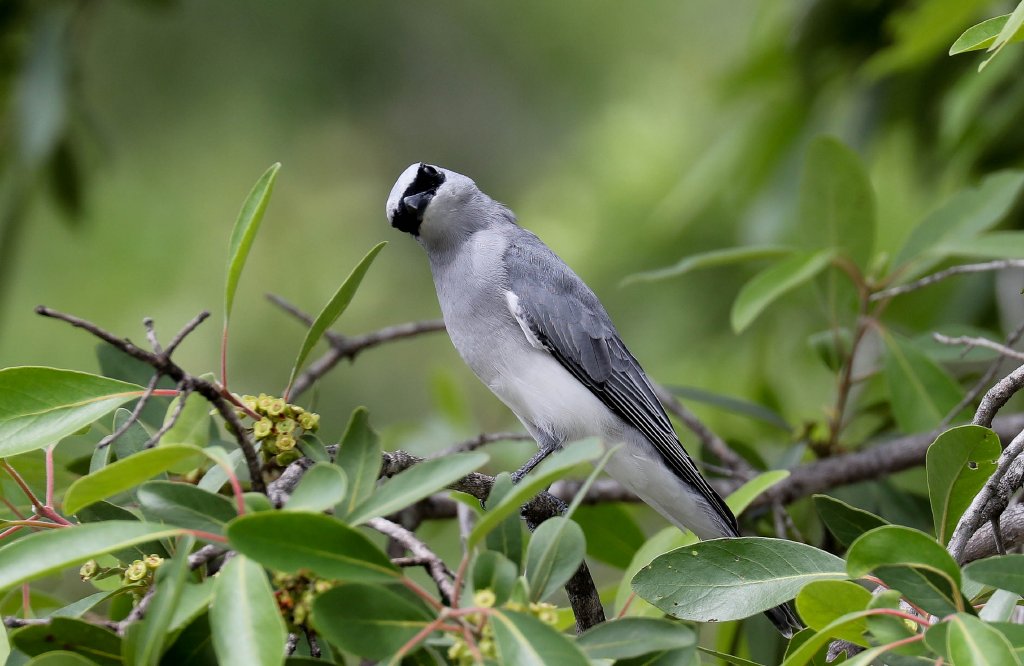 White-bellied Cuckoo-shrike