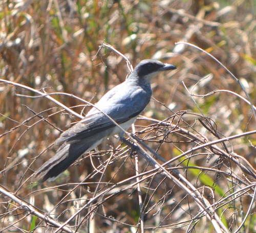 White-bellied cuckoo-shrike