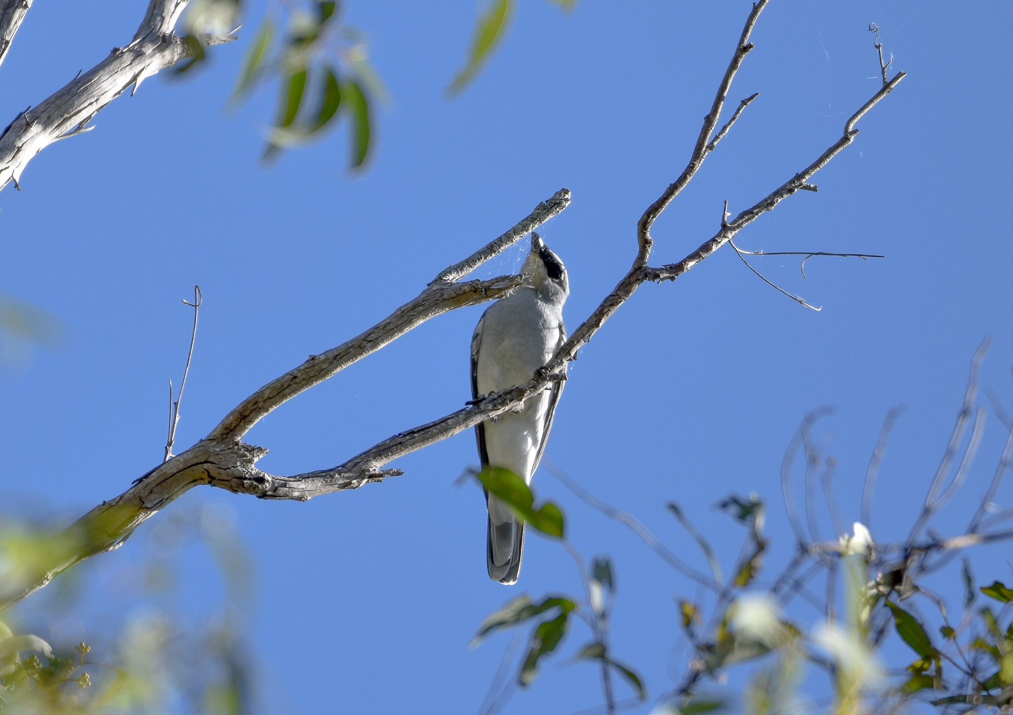 White-bellied Cuckoo-shrike