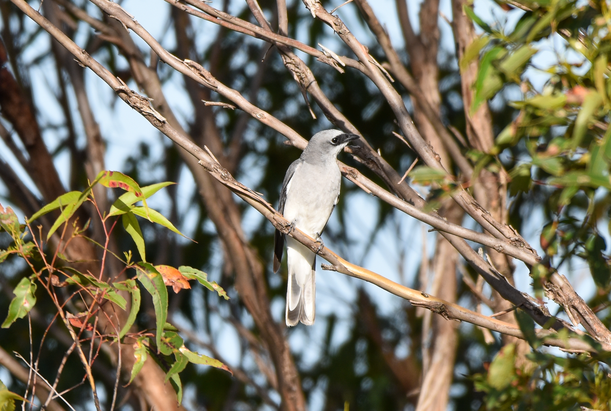 White-bellied Cuckoo-shrike