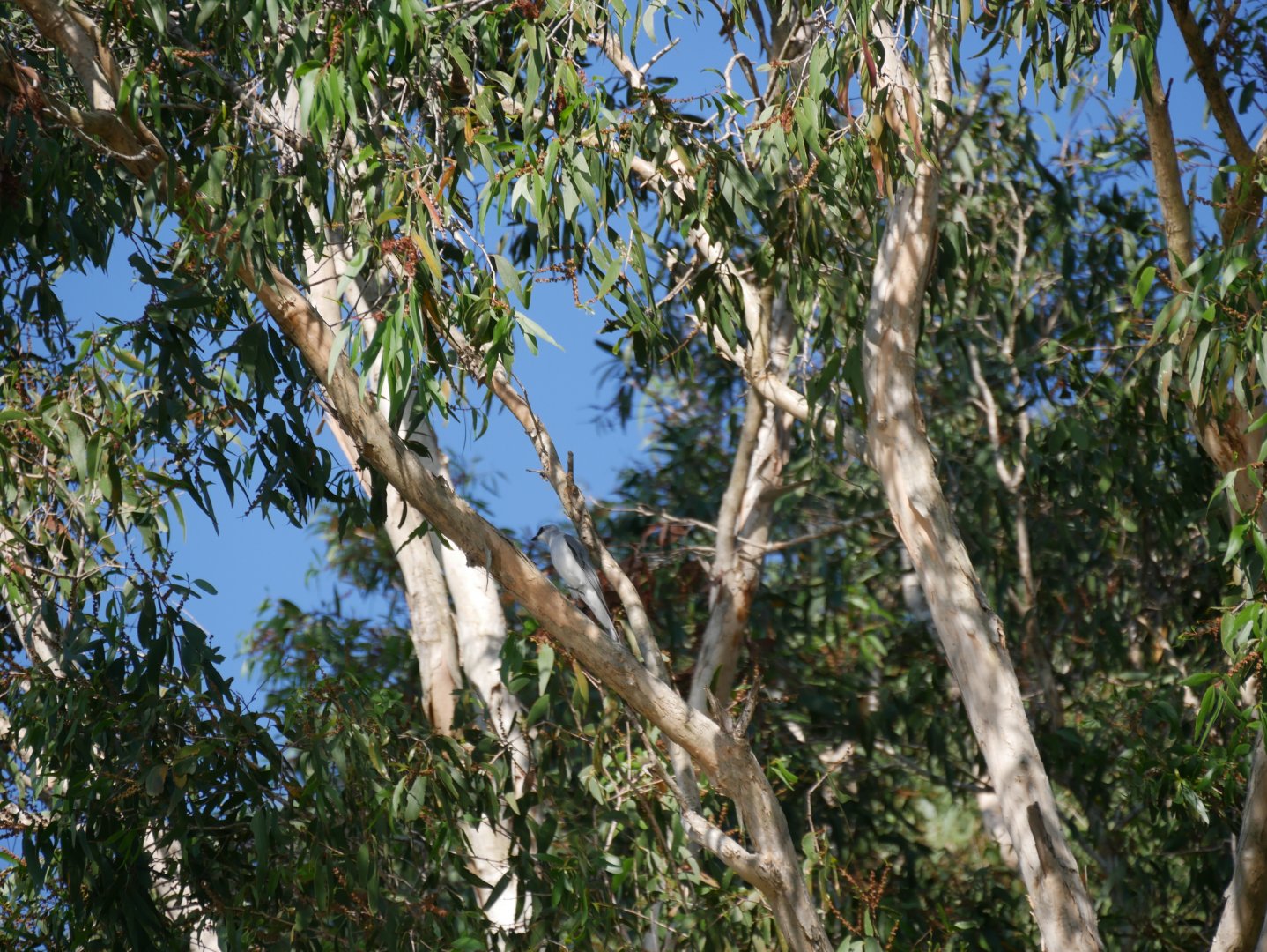 White-bellied Cuckooshrike (Coracina papuensis)
