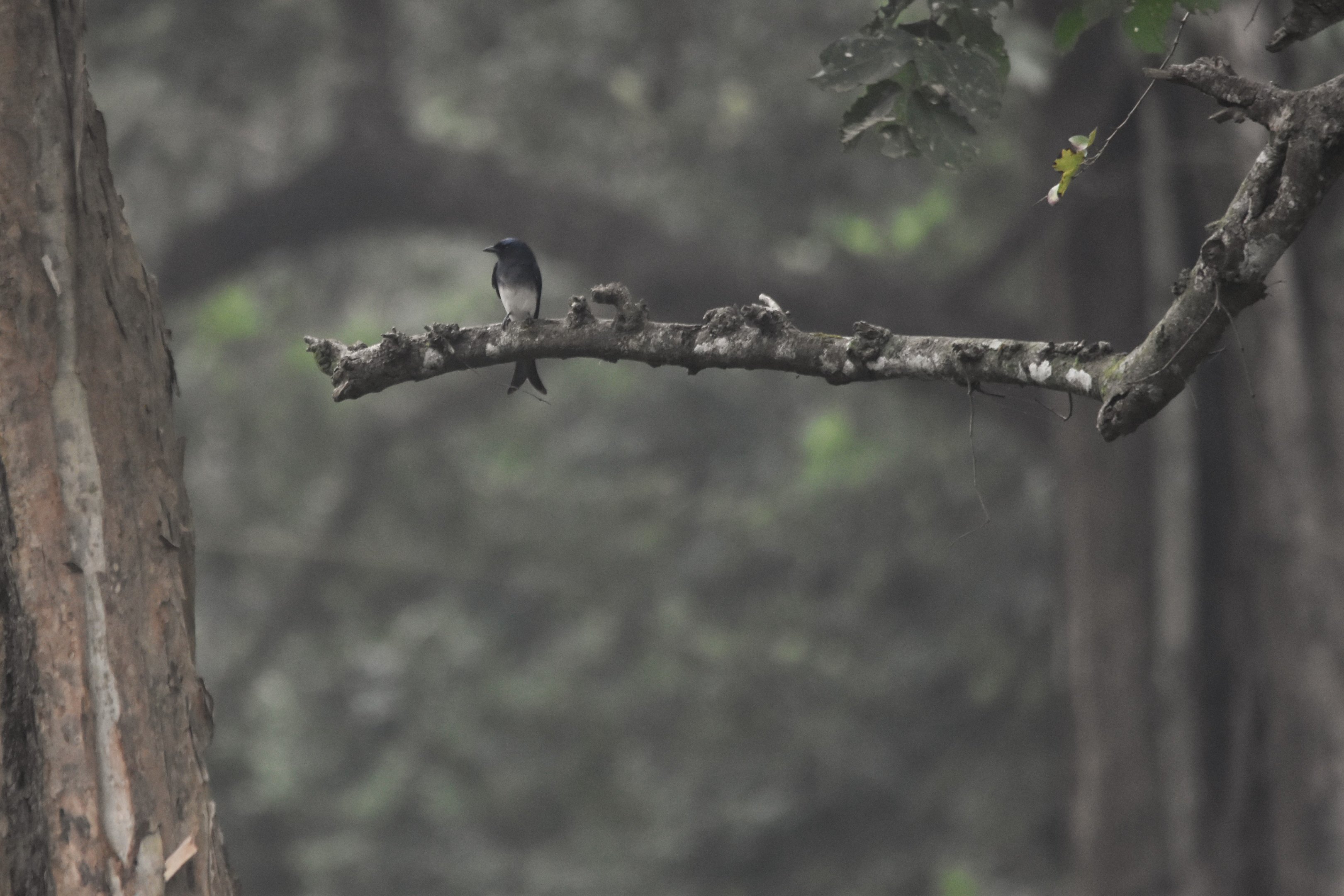 White-bellied Drongo, Nagarahole Tiger Reserve, 24th November 2024