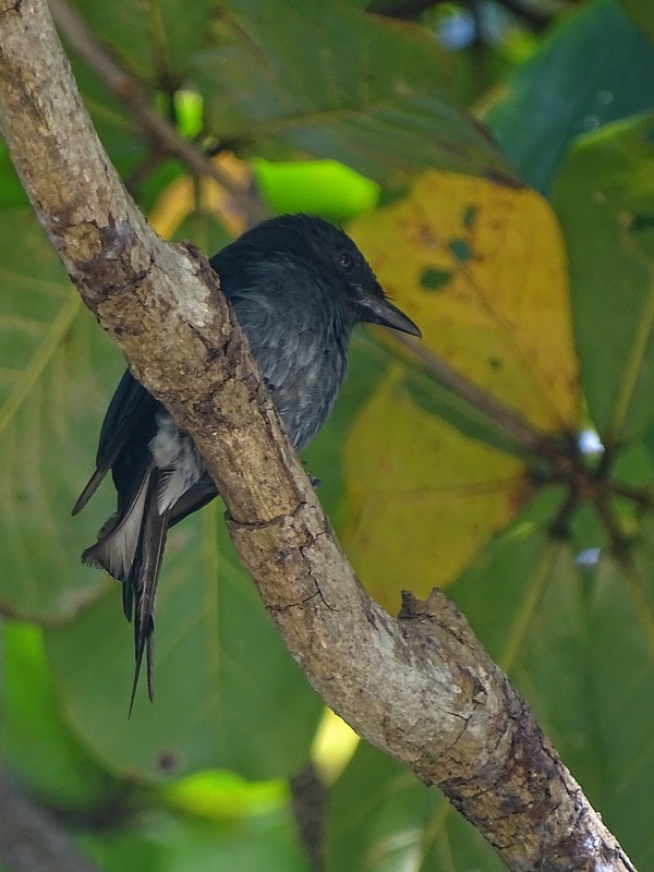 White-bellied drongo