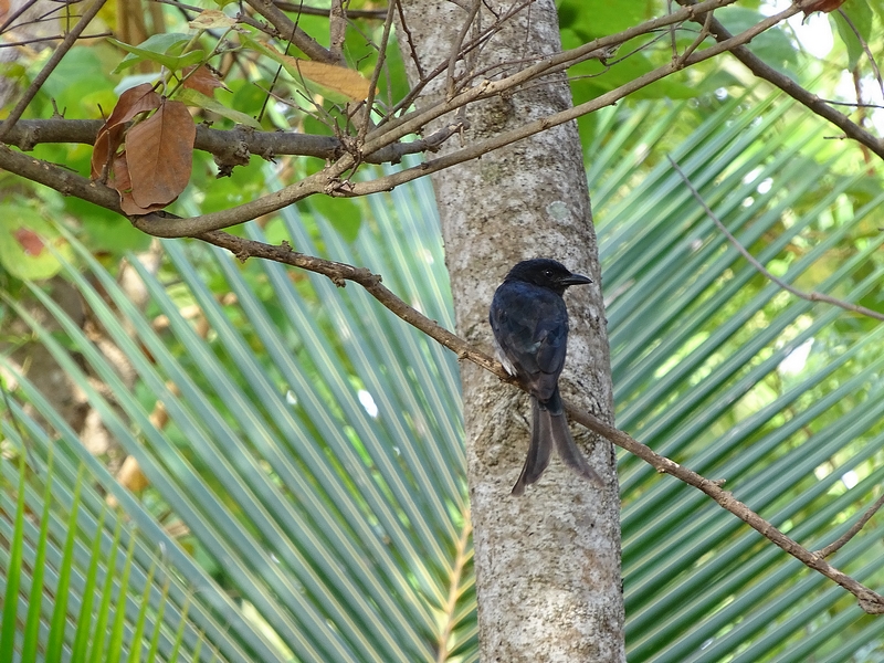 White-bellied drongo