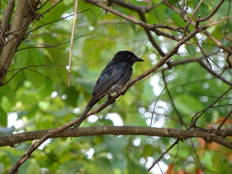 White-bellied drongo