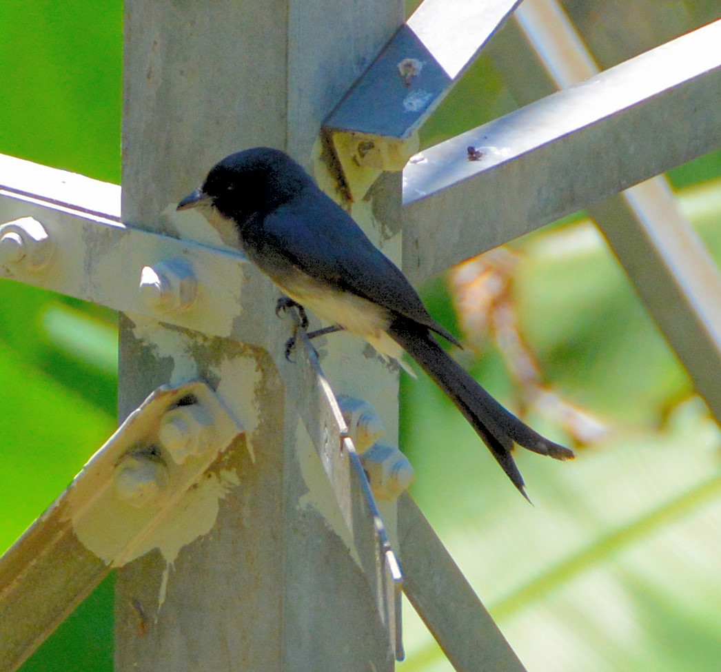 White-bellied drongo