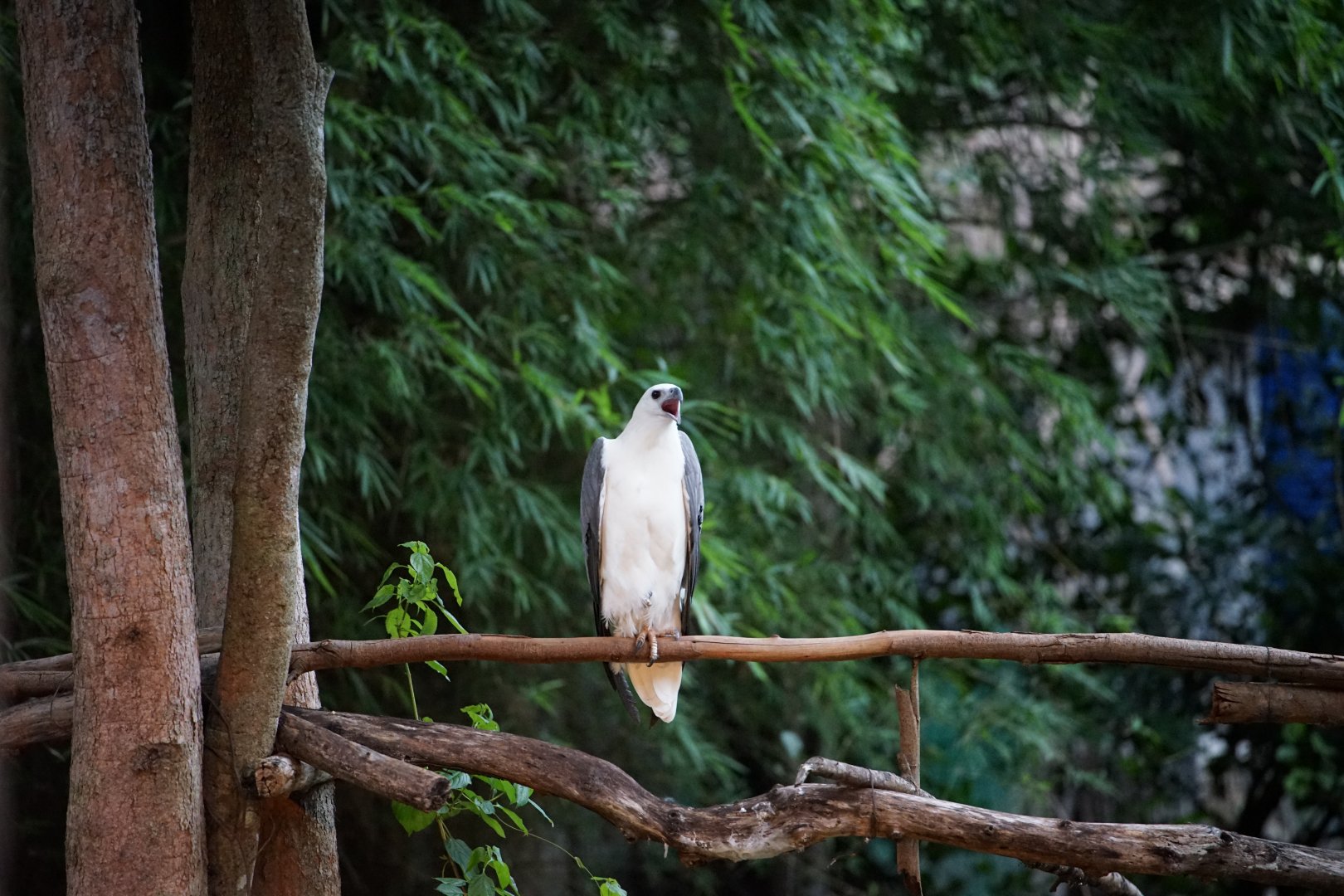 White-bellied Eagle