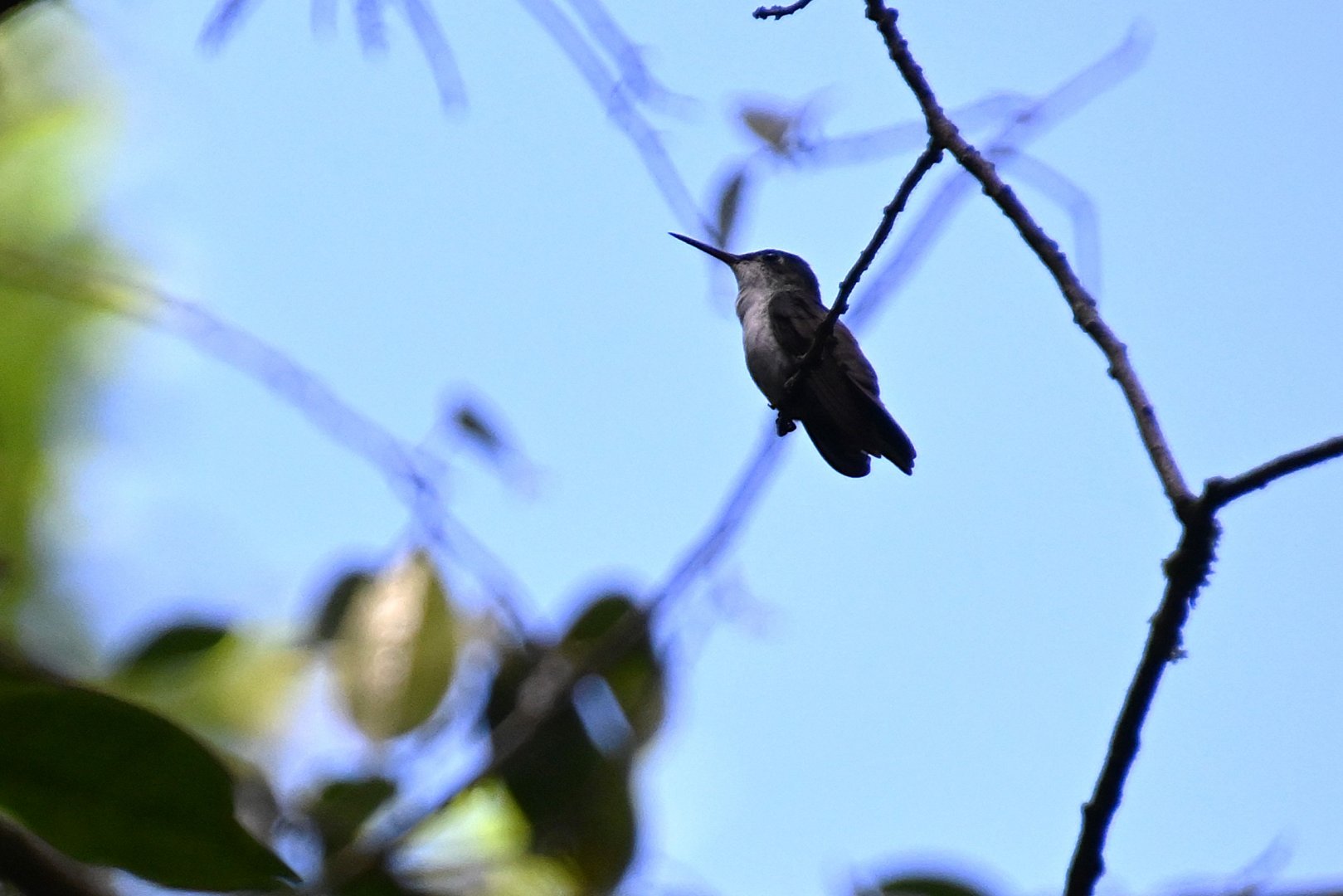 white-bellied emerald (Chlorestes candida)