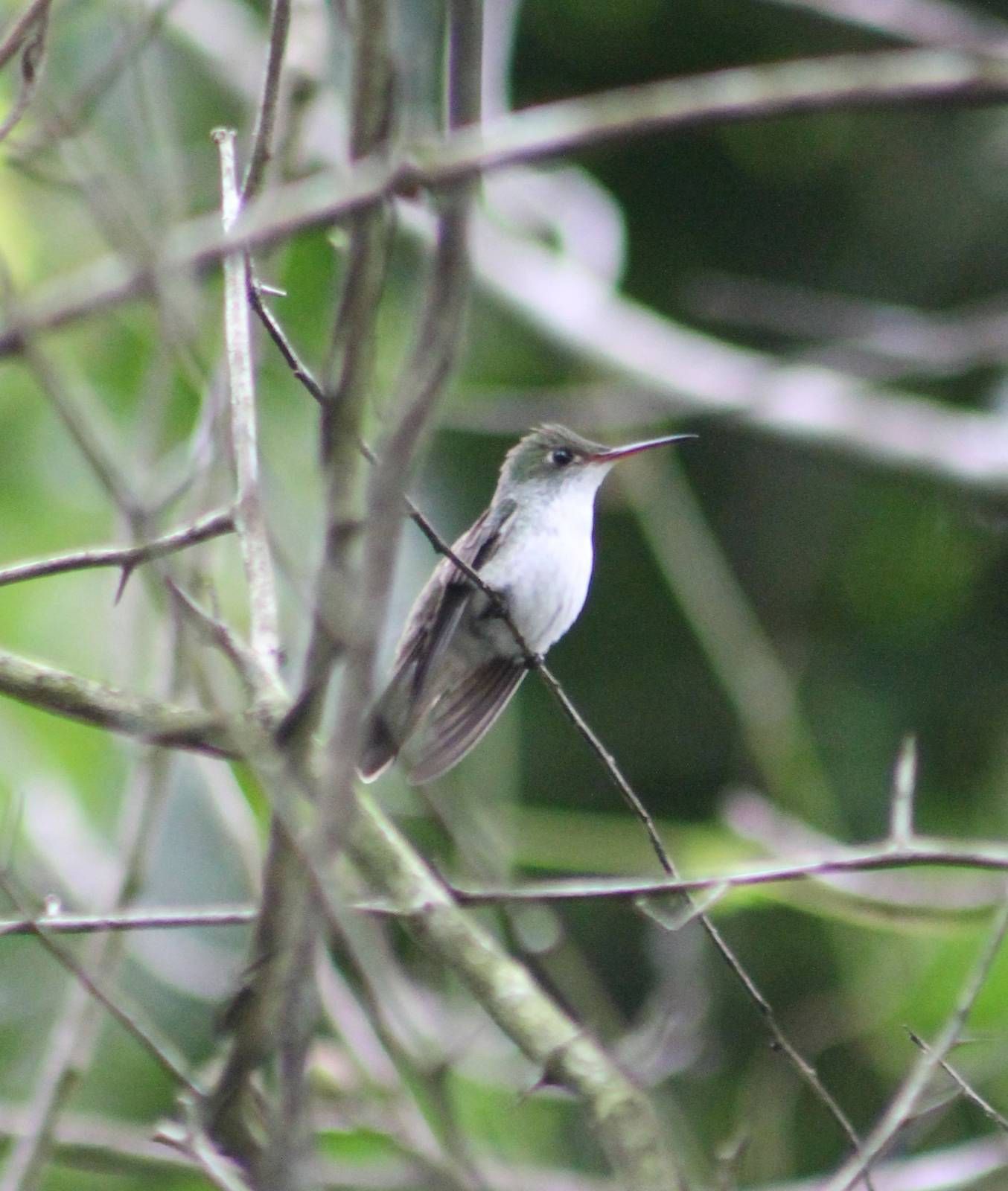 White-bellied emerald