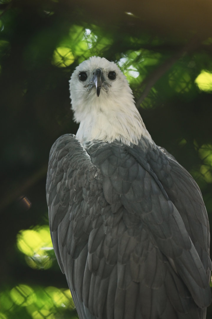 White-bellied Fish-Eagle Haliaeetus leucogaster