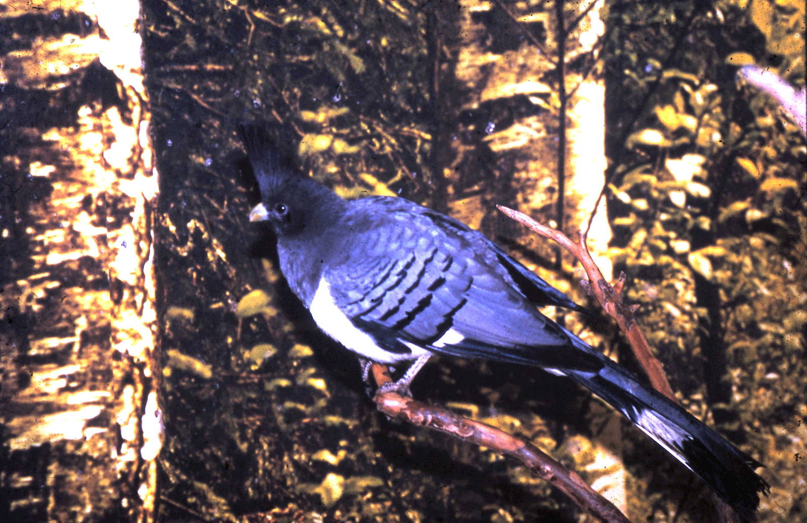 white-bellied go-a-way bird