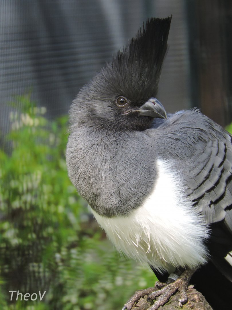 White-bellied go-away-bird [2017]