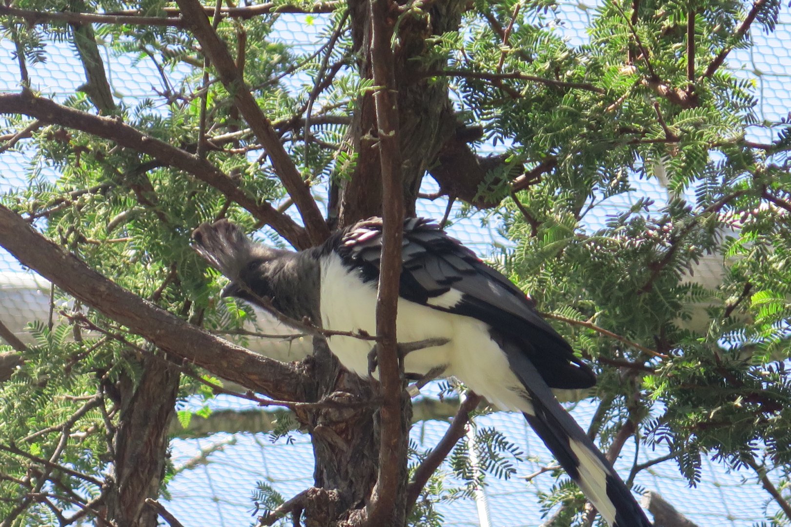 White Bellied Go Away Bird(8/23/2024)