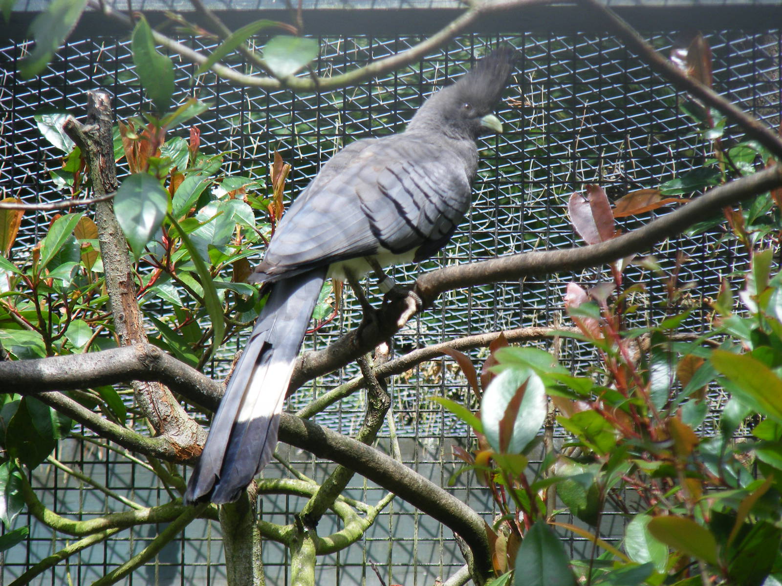 White-bellied go-away bird at Birdworld, 1 July 2011