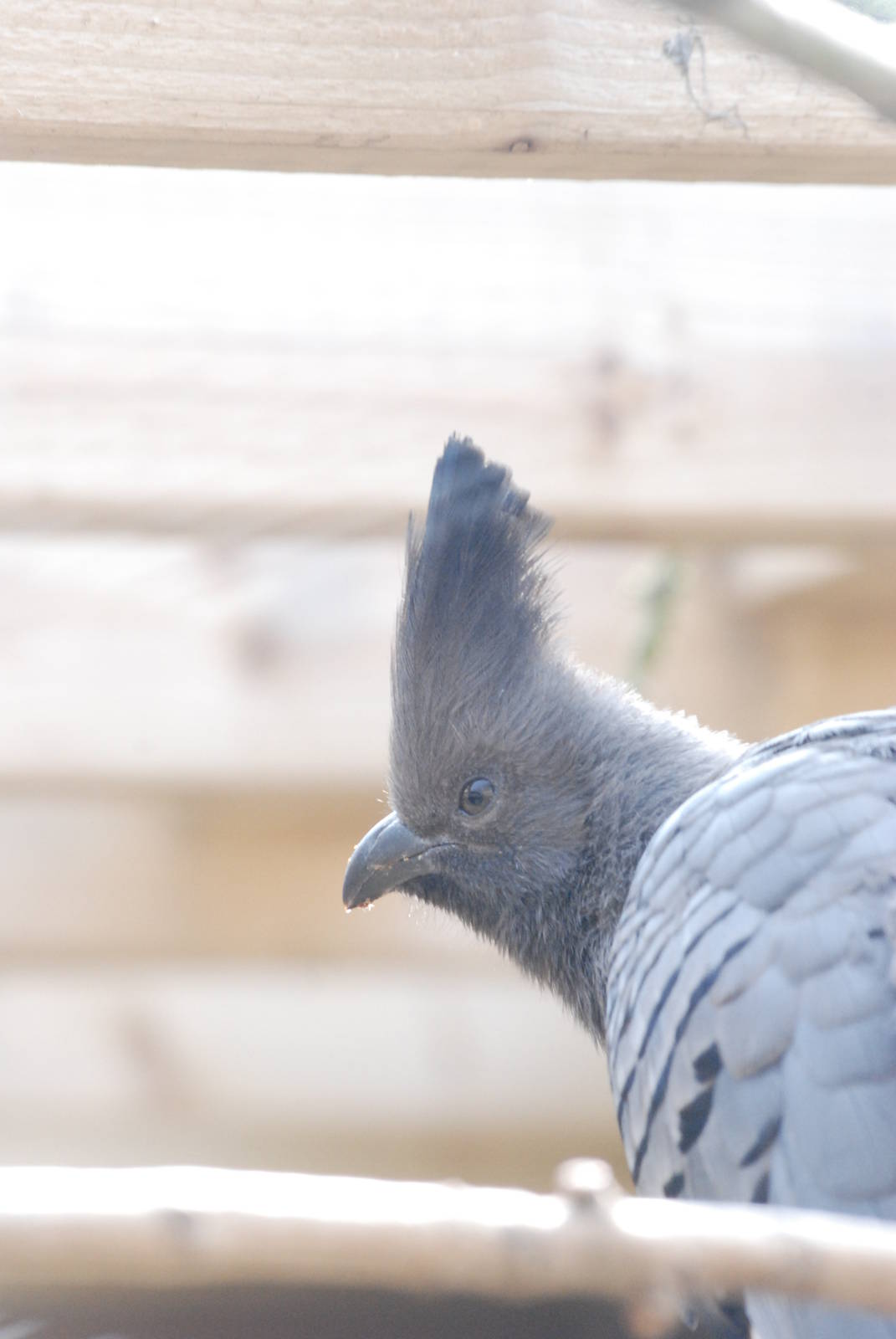 White-bellied Go-Away-Bird at Blackbrook 29/04/11