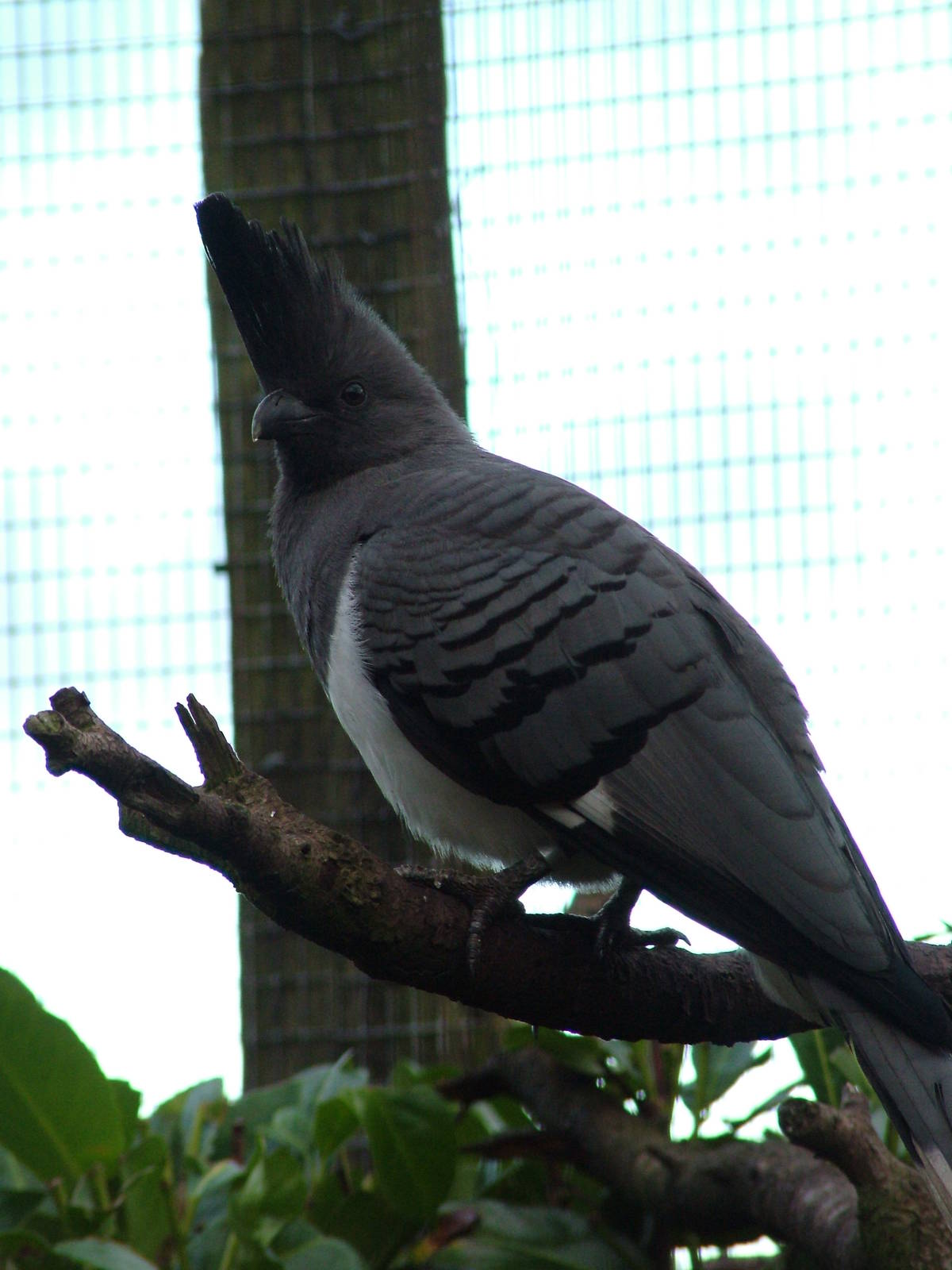 White-bellied Go-away-bird at Chester 06/12/09