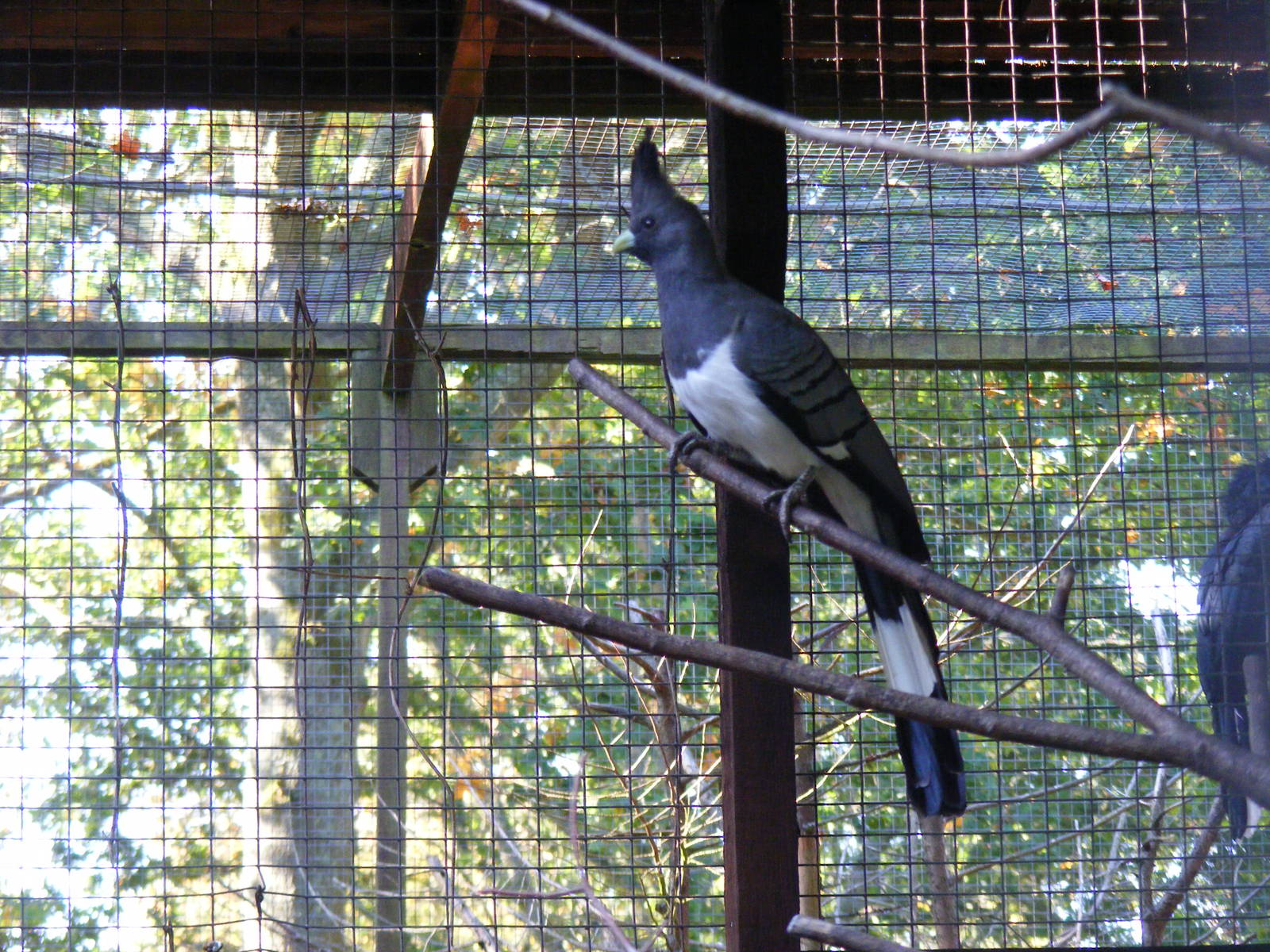 White-bellied go-away bird at Paultons Park, 2 October 2011
