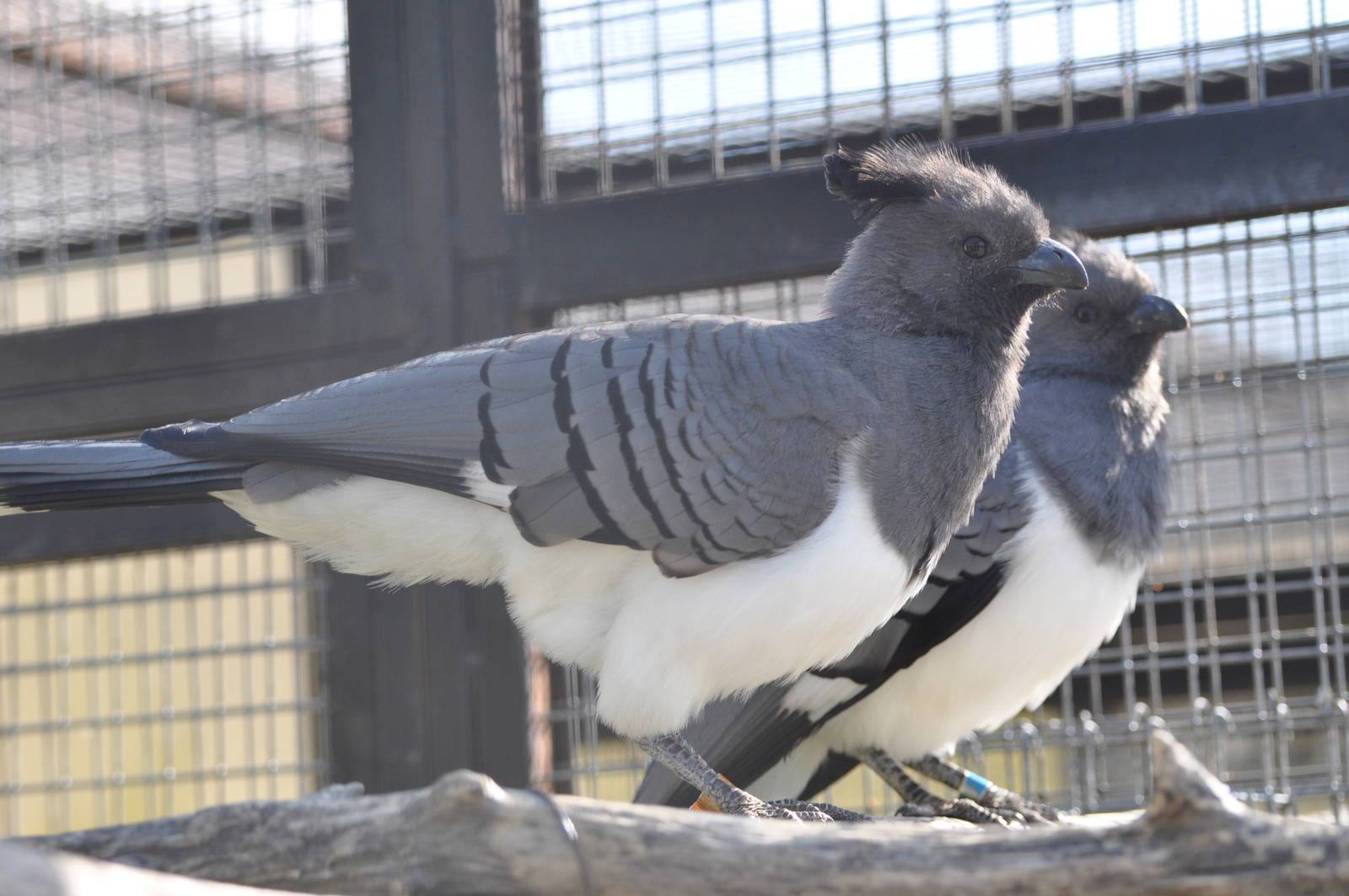 White-bellied go-away bird/ Corythaixoides leucogaster