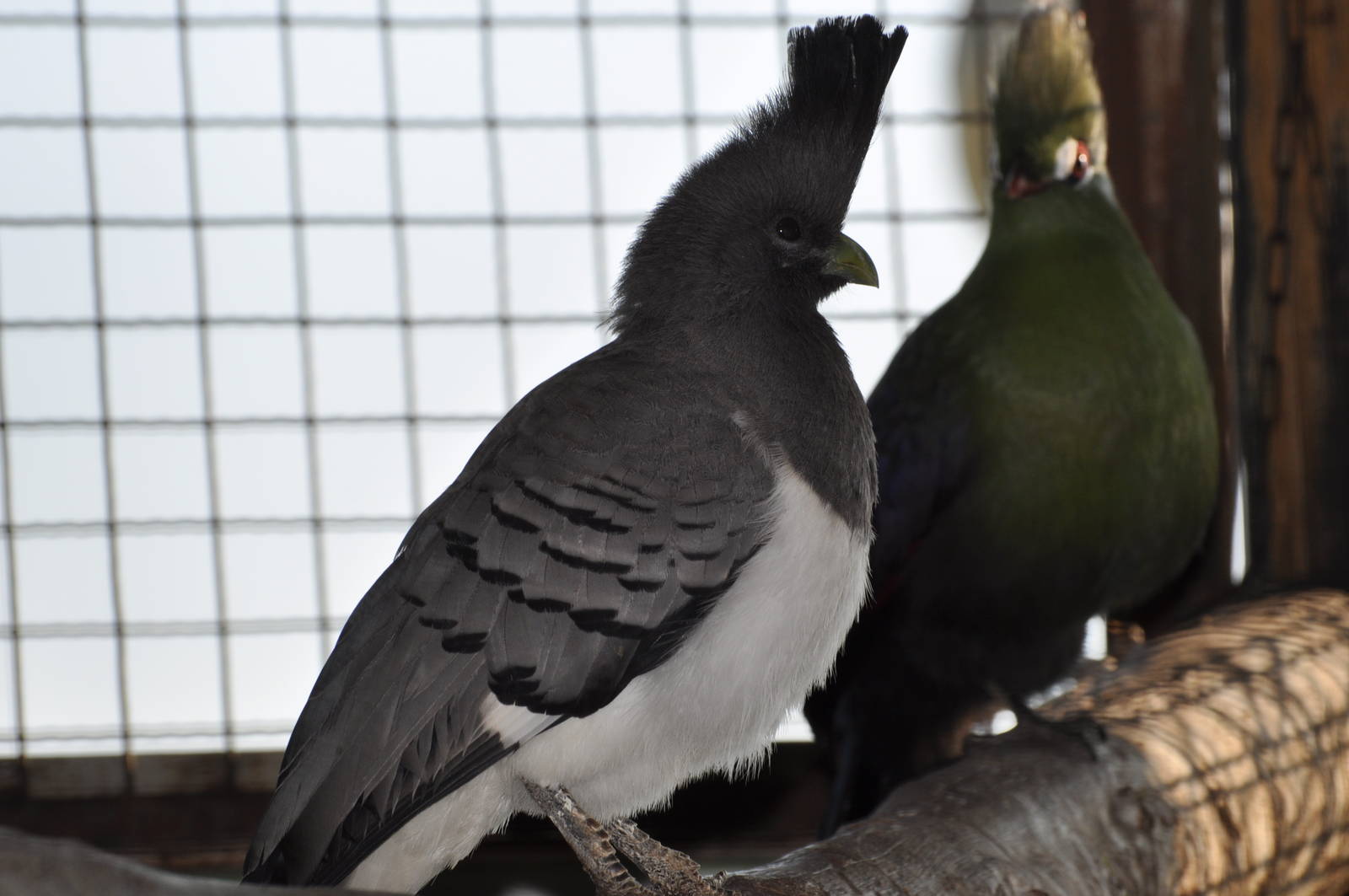White-bellied go-away bird/ Corythaixoides leucogaster