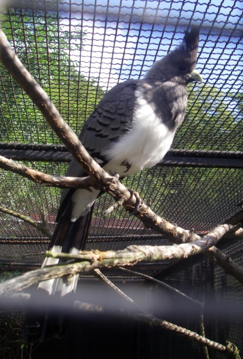 White-bellied Go-away Bird (Corythaixoides leucogaster)