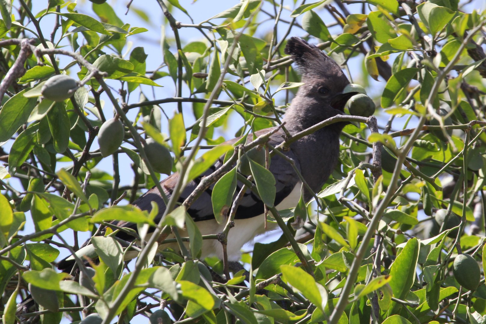 White-bellied Go-Away-Bird (Corythaixoides leucogaster)