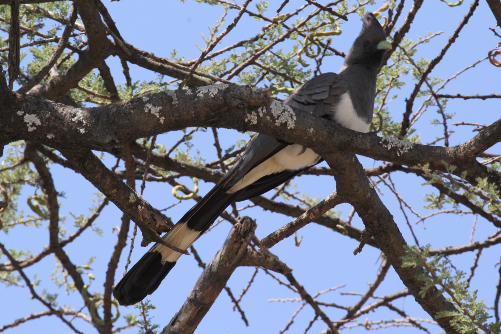 White-bellied Go-Away-Bird (Corythaixoides leucogaster)