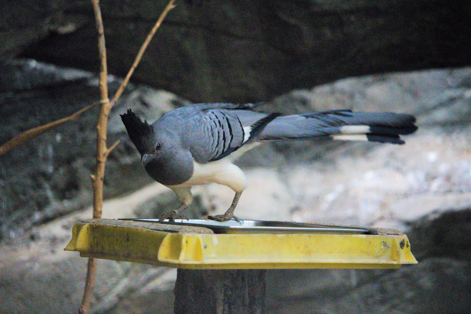 White-bellied Go-away Bird (Corythaixoides leucogaster)