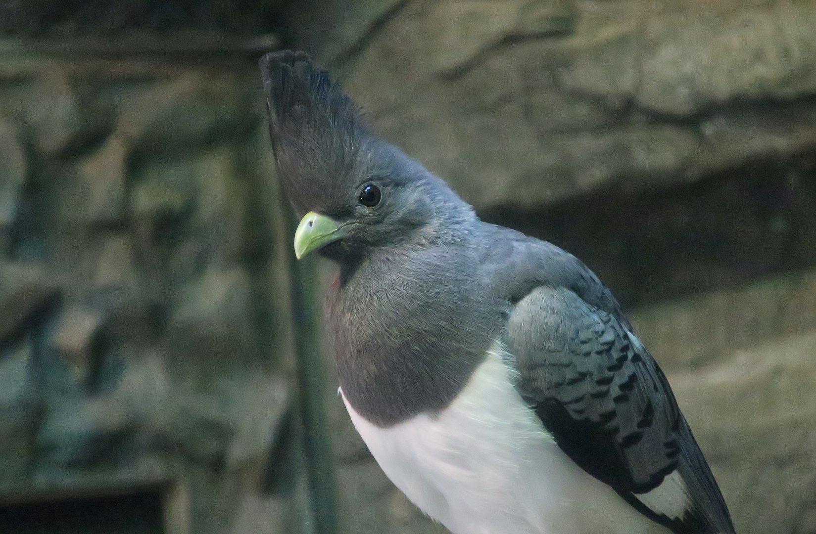 White-Bellied Go-Away-Bird (Crinifer leucogaster) female