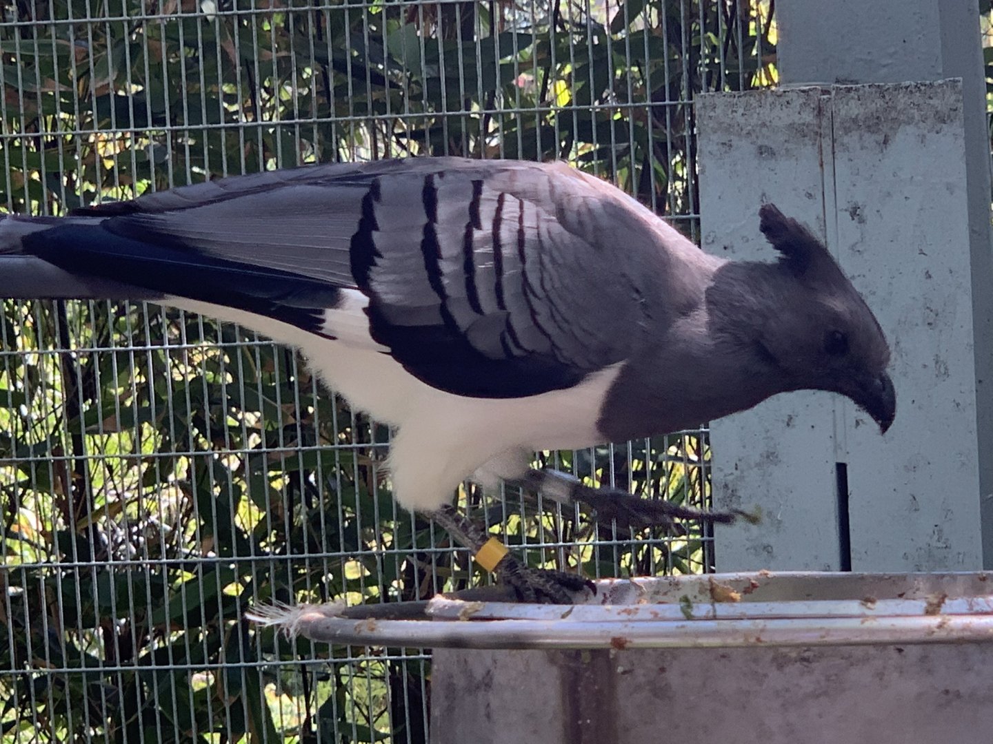 White-Bellied Go-Away-Bird (Crinifer leucogaster)