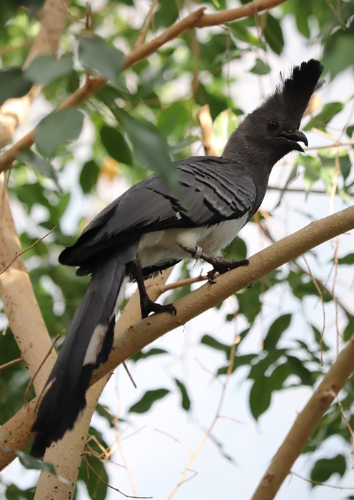 White-bellied go-away-bird (Crinifer leucogaster)