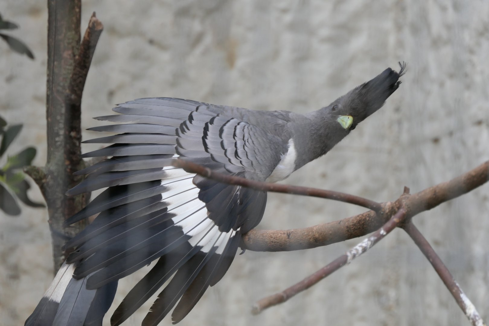 White-bellied Go-away-bird (Crinifer leucogaster)