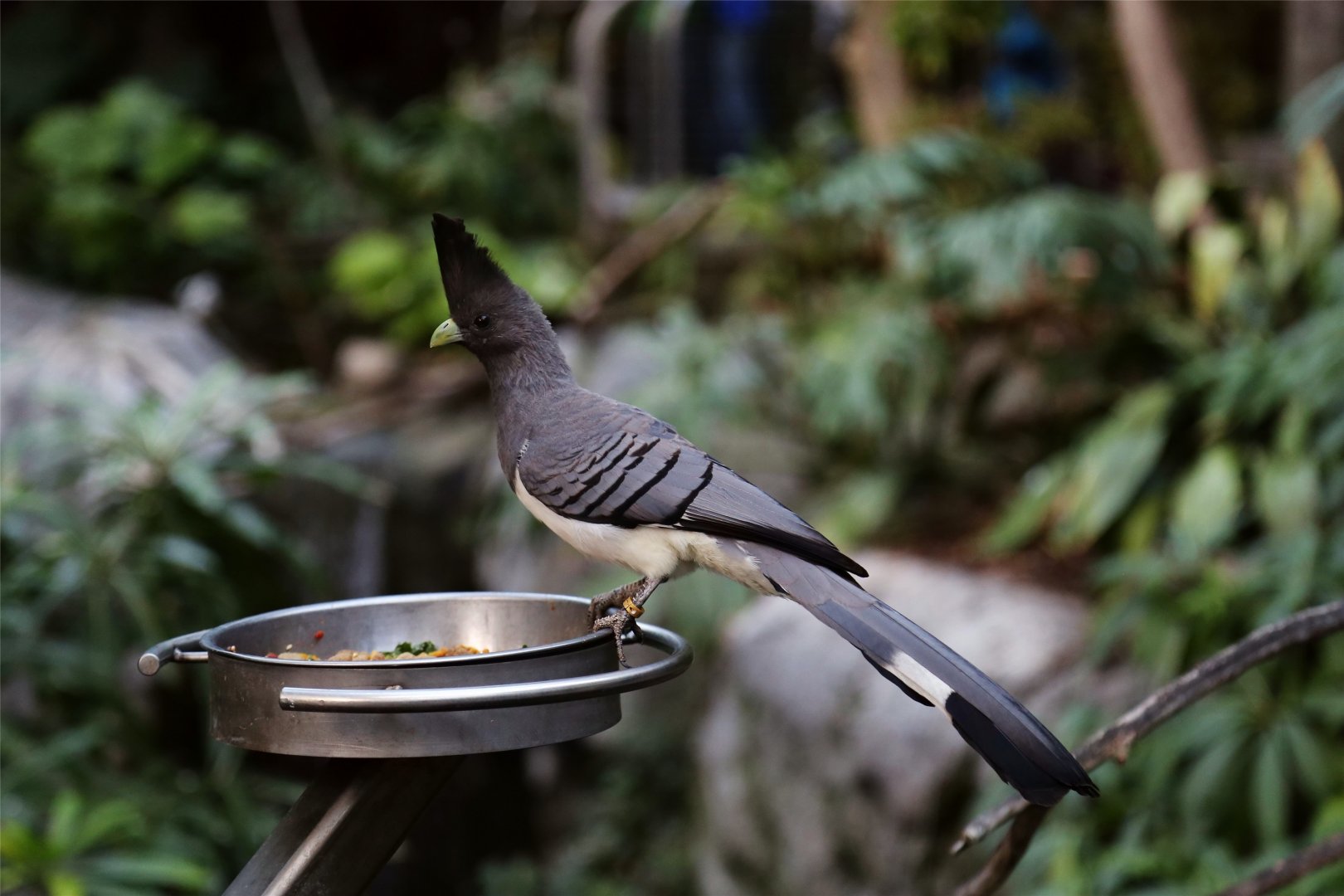 White-bellied Go-away Bird (Crinifer leucogaster)