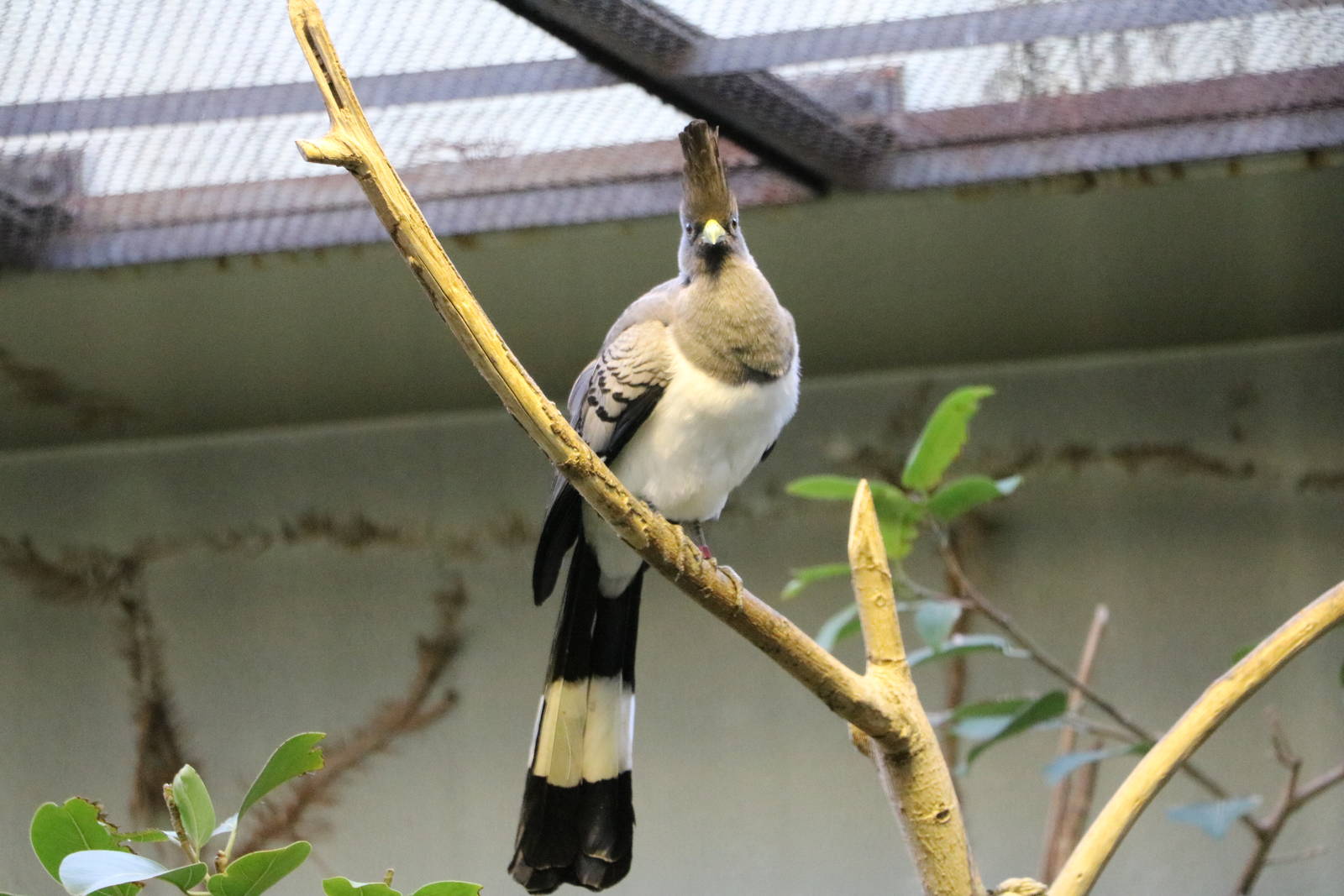 White-bellied go-away bird, February 2016