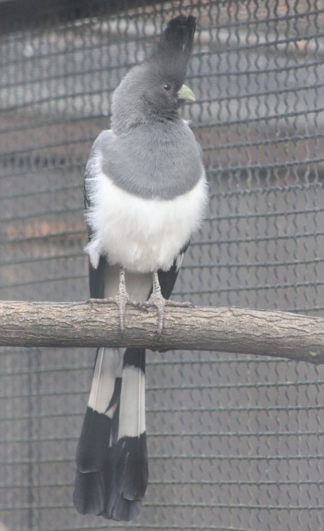 White-bellied go-away bird - Female