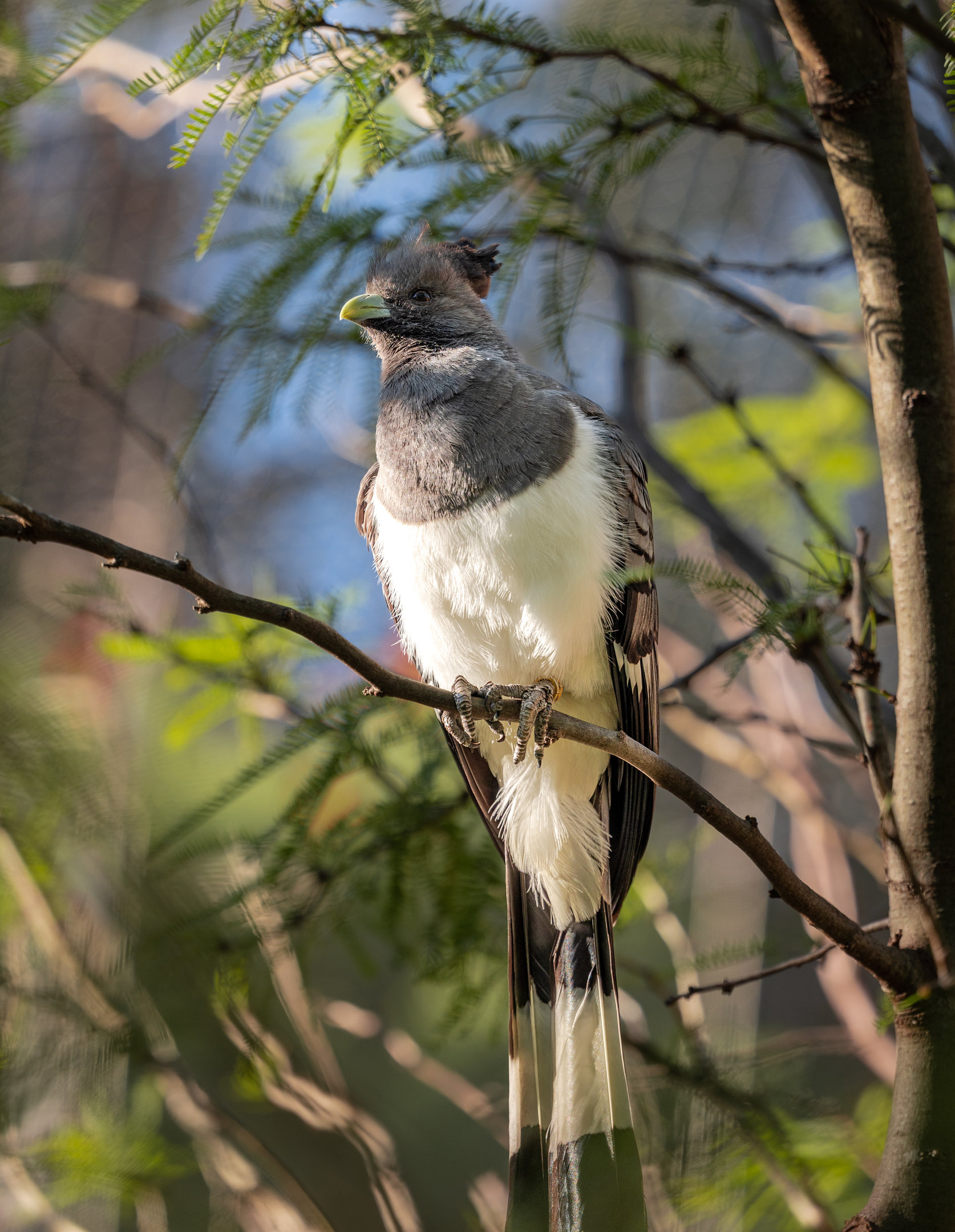 White Bellied Go Away Bird(female)