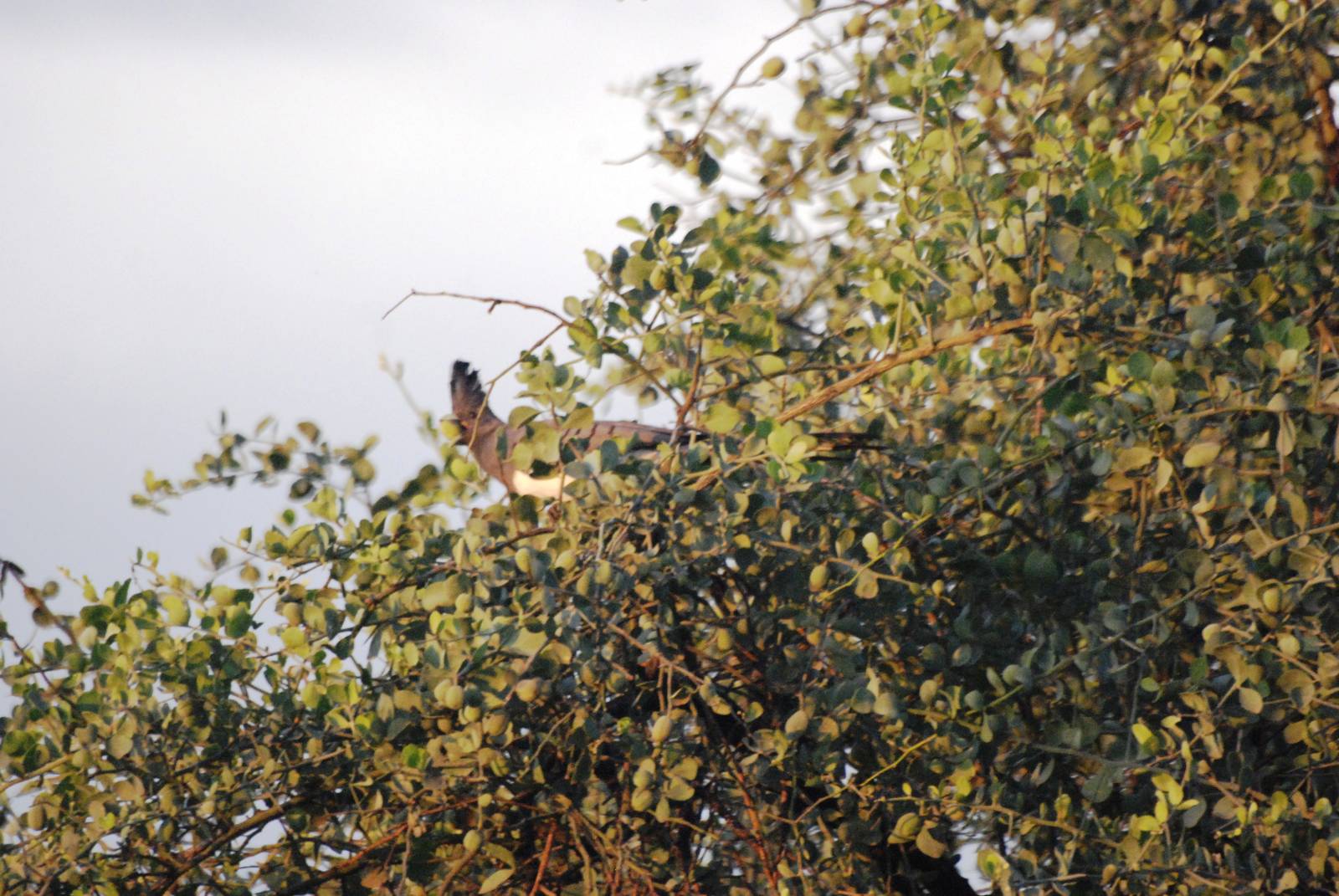 White-bellied Go-away-bird in Awash NP, 11/10/14