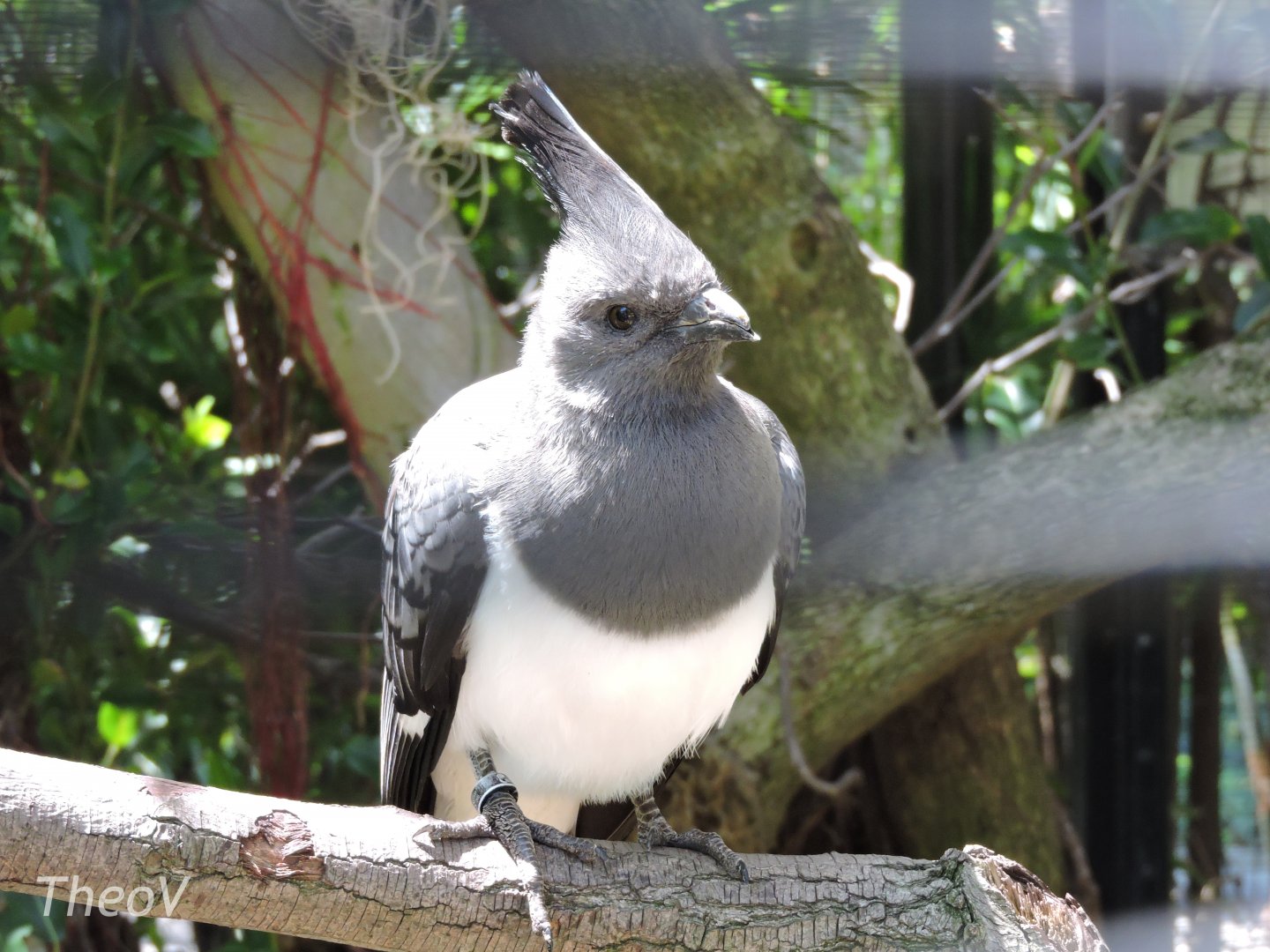 White-bellied go-away-bird- Lost Forest [2015]