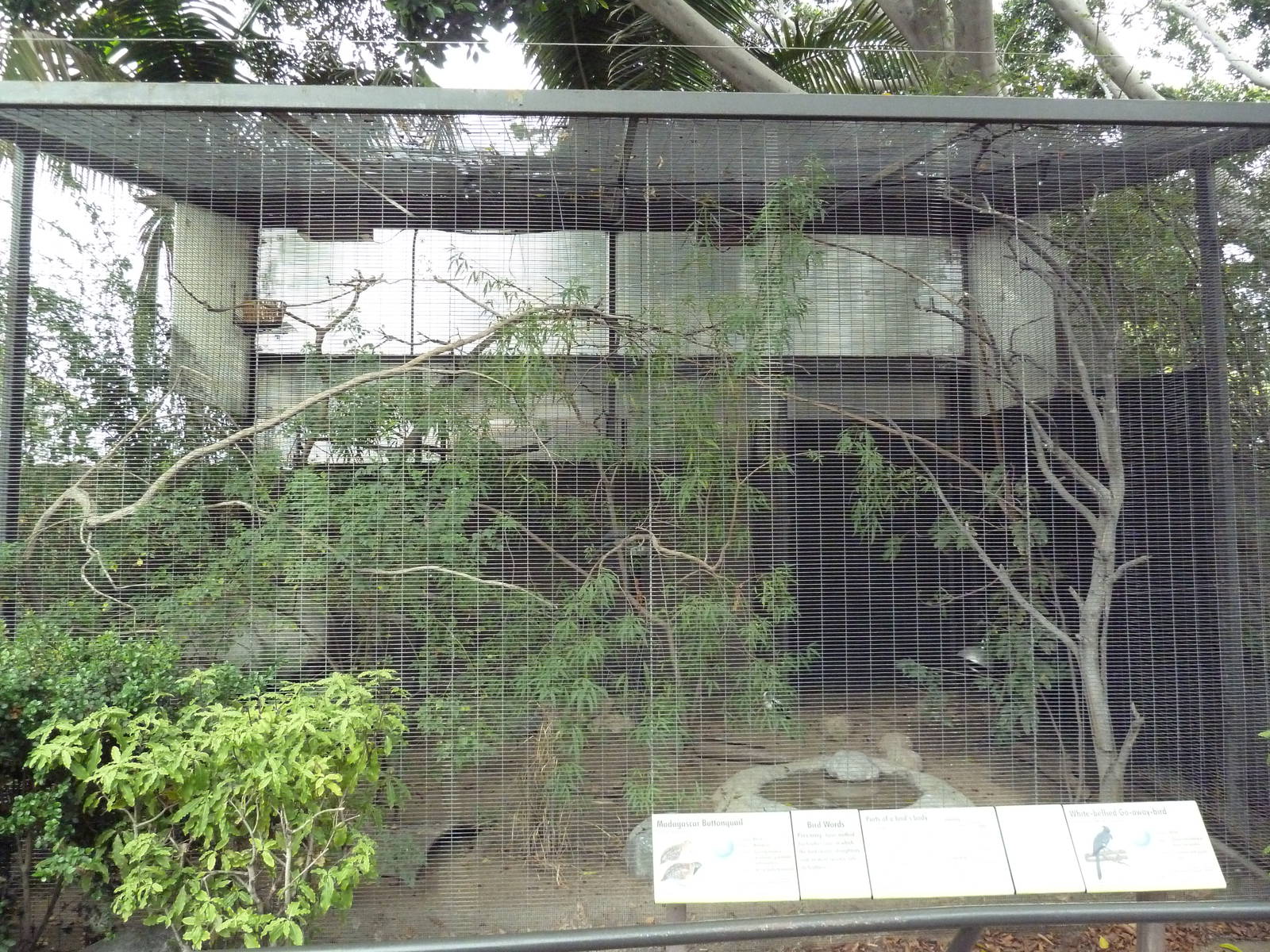 White-Bellied Go-Away-Bird/Madagascar Buttonquail Exhibit
