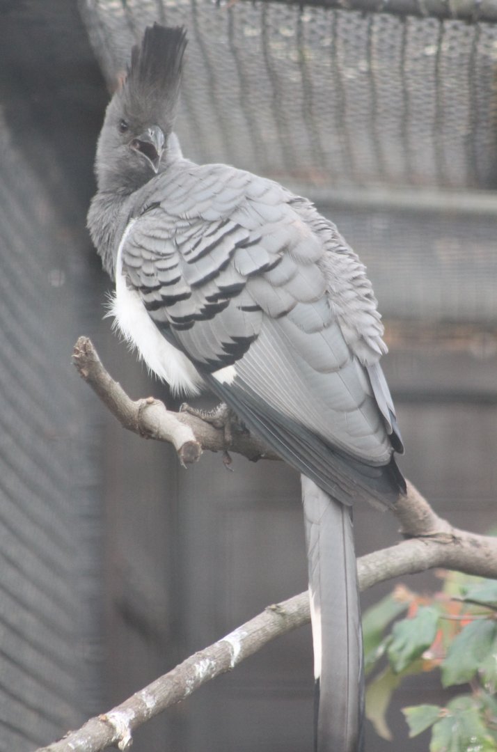 White-bellied go-away bird - Male
