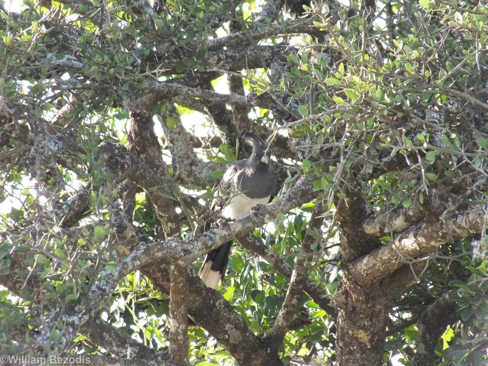 White-bellied Go-away Bird - Nairobi National Park