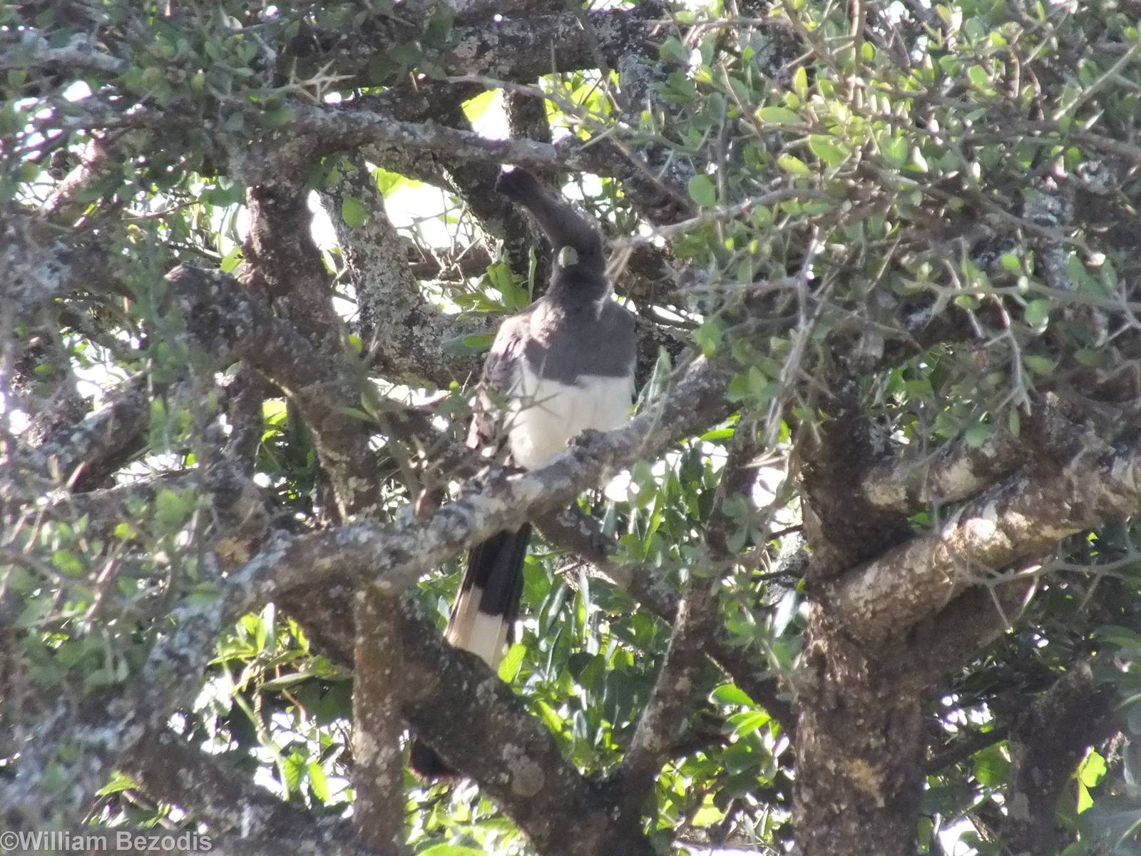 White-bellied Go-away Bird - Nairobi National Park