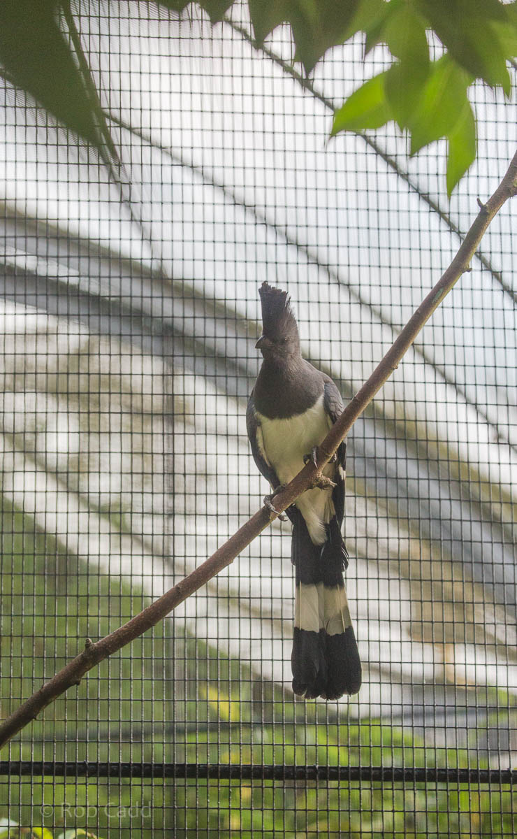 White-bellied go-away-bird : Waddesdon : 03 Oct 2015