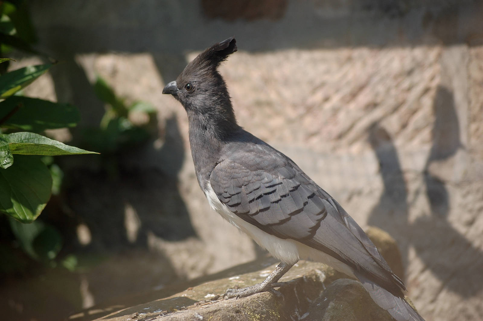 White Bellied Go Away Bird