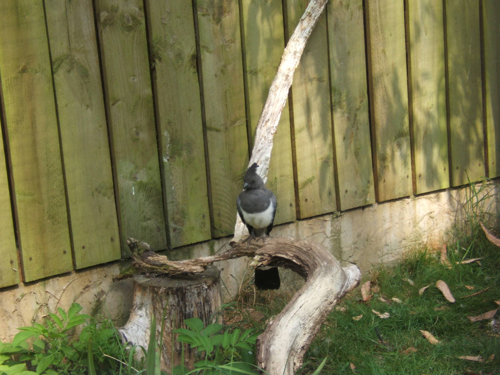 White-bellied Go-Away Bird